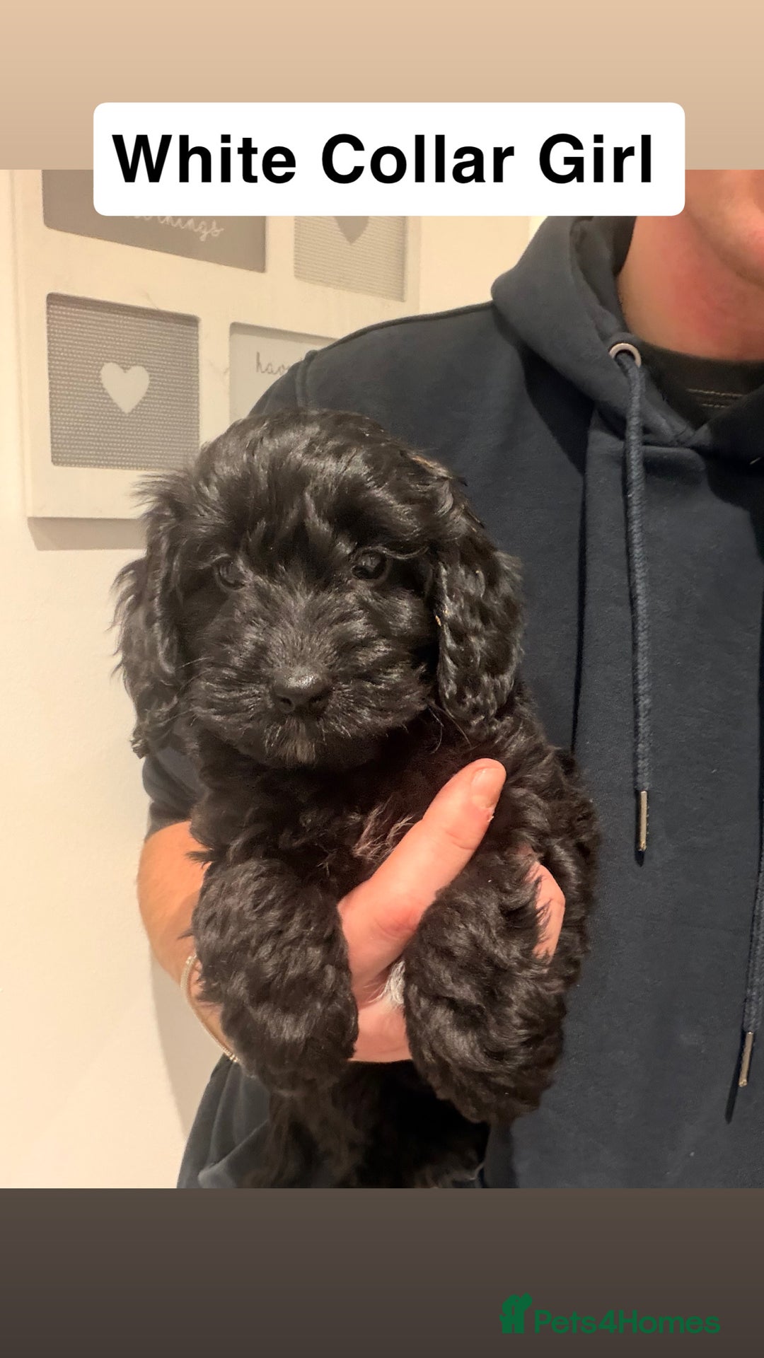 Cockapoo dogs for sale: Miniature Cockapoos  - Advert 8