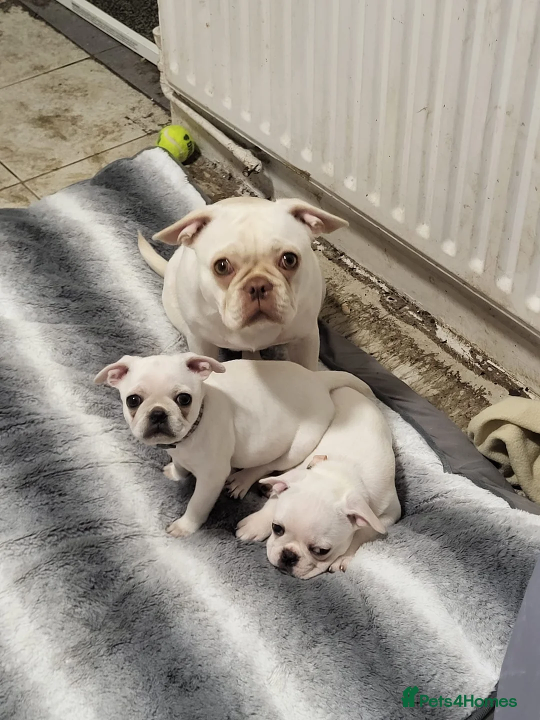 Frug dogs for sale: 2 fugs for sale - Advert 4