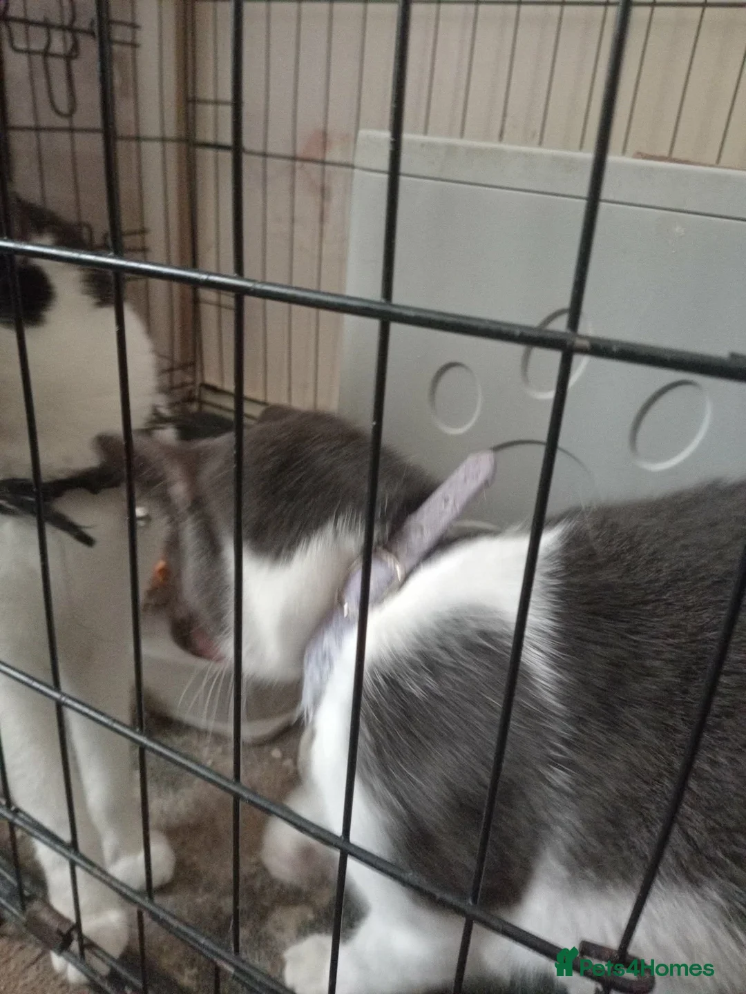 Mixed Breed cats for sale: 2 female cats in Durham - Advert 1