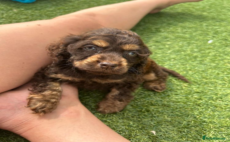 Cockapoo dogs - Advert 3