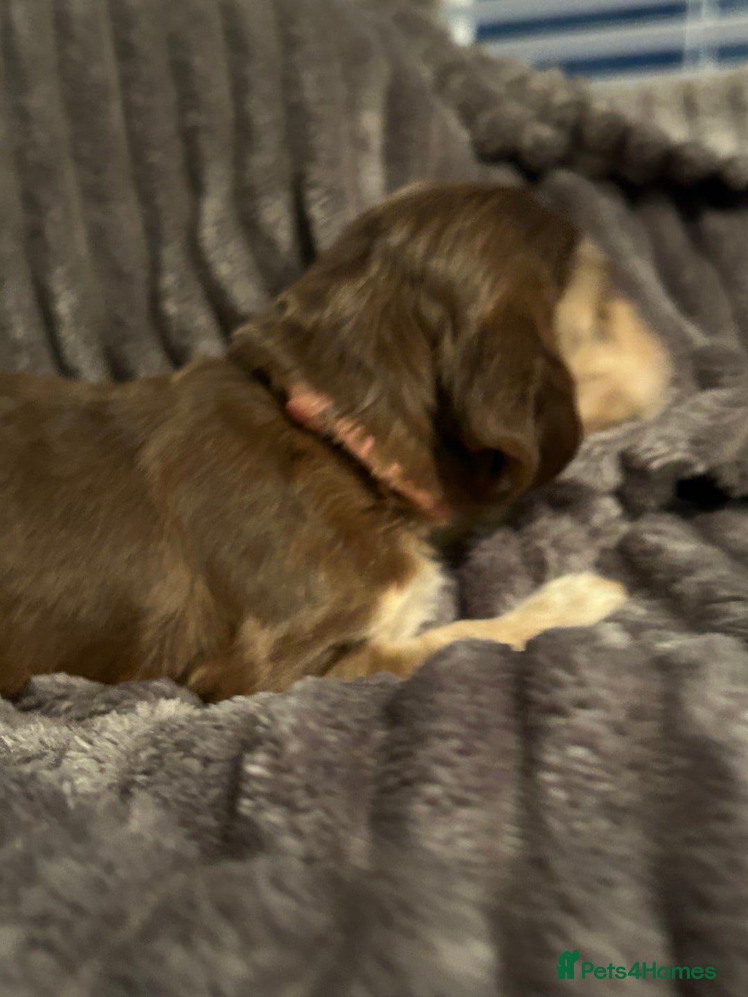 Cocker Spaniel dogs for sale: 🐾Cocker Spaniel Puppies-Ready in 5 Weeks🐾 - Image 35