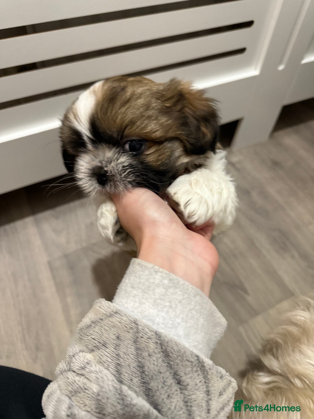 Shih Tzu dogs for sale: 3 beautiful shih tzus for sale  - Advert 4