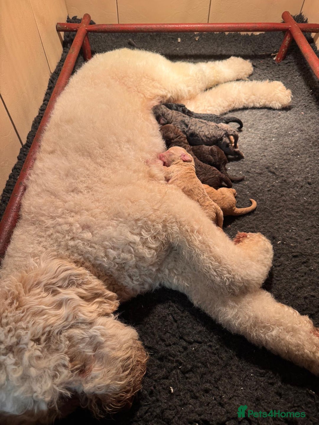 Mixed Breed dogs for sale: STUNNING DOUBLE DOODLES HEALTH TESTED PARENTAGE  - Advert 2