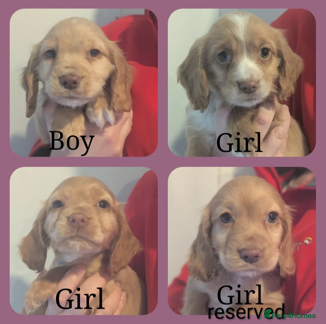 Cocker Spaniel dogs for sale: Pups from Health Tested Champion Trialling lines. - Advert 4