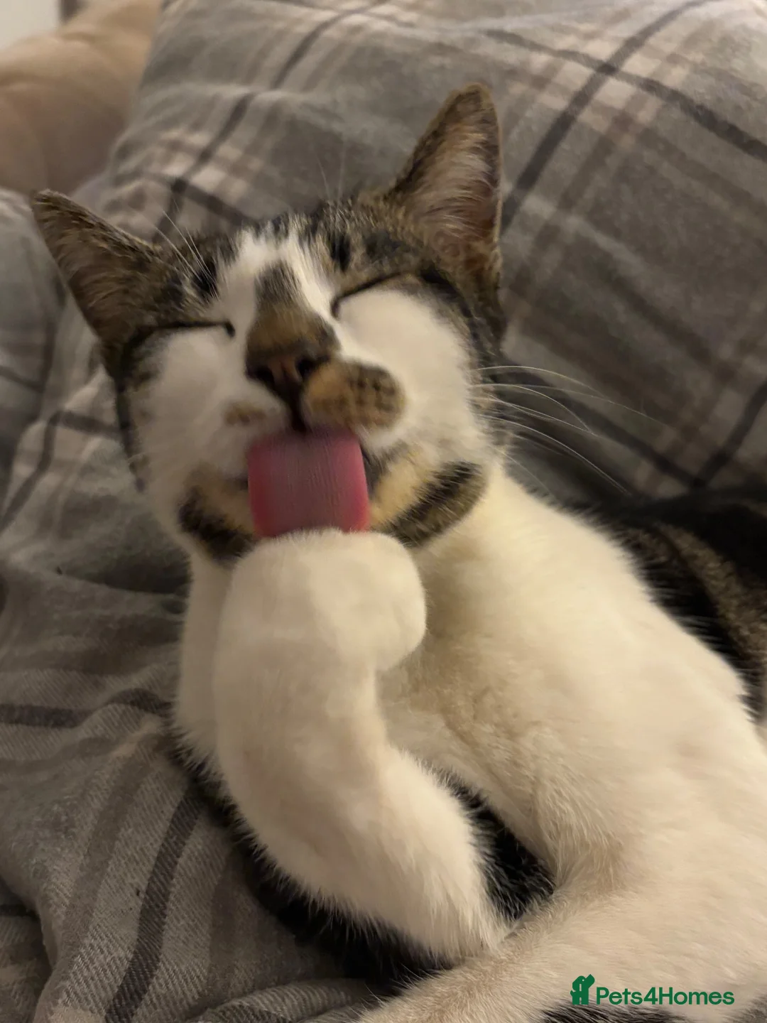 Mixed Breed cats for sale: Shiva, 2.5 year old cat - Advert 2