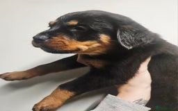 Rottweiler dogs for sale: READY NOW- Beautiful Rottweiler Puppies - Image 15