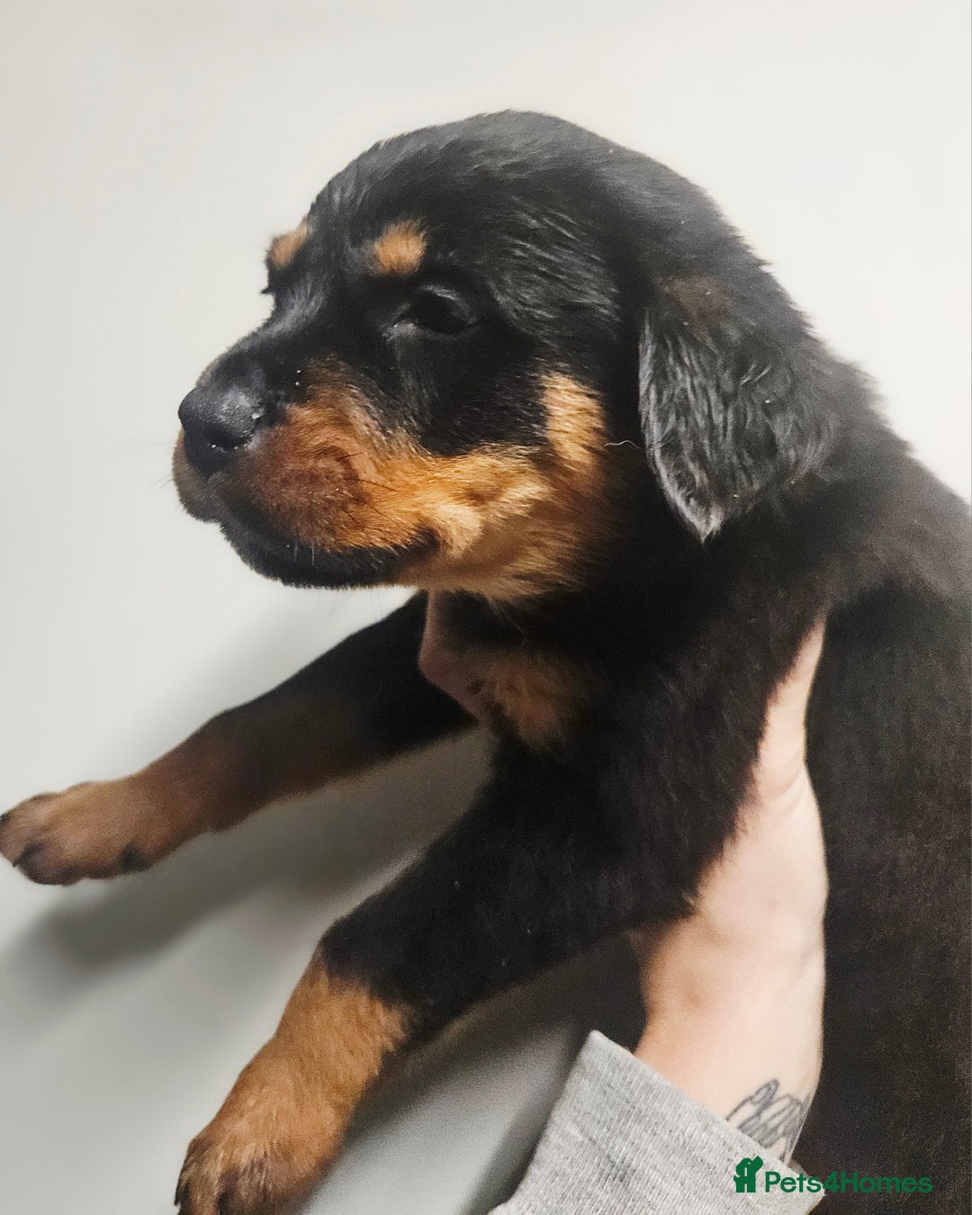 Rottweiler dogs for sale: READY NOW- Beautiful Rottweiler Puppies - Image 15