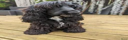 Cocker Spaniel dogs for sale: 💙1 LEFT BOY'S,❤️3 LEFT GIRLS🏡COCKER SPANIEL 🏡  - Advert 6