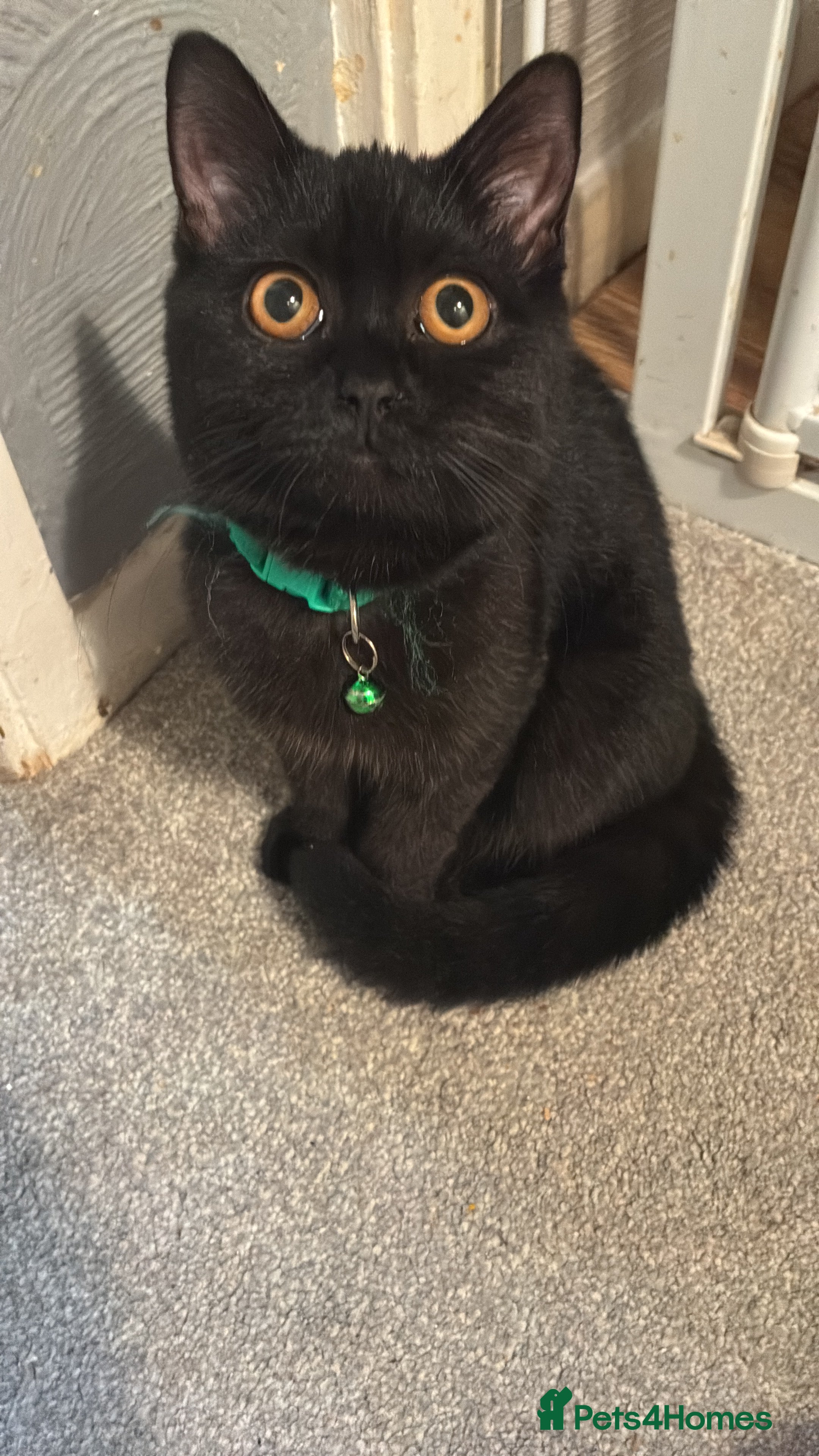 British Shorthair cats Black British short hair - Advert 13