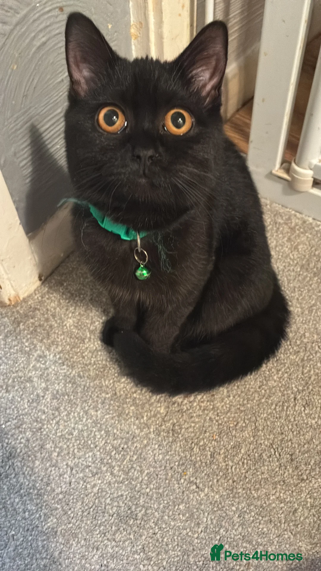 British Shorthair cats for sale: Black British short hair - Advert 1