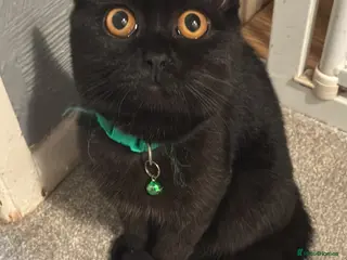 British Shorthair cats Black British short hair - Advert 13