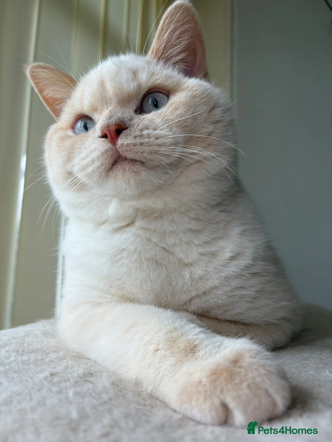 British Shorthair cats for sale: British Shorthair kittens  - Advert 2