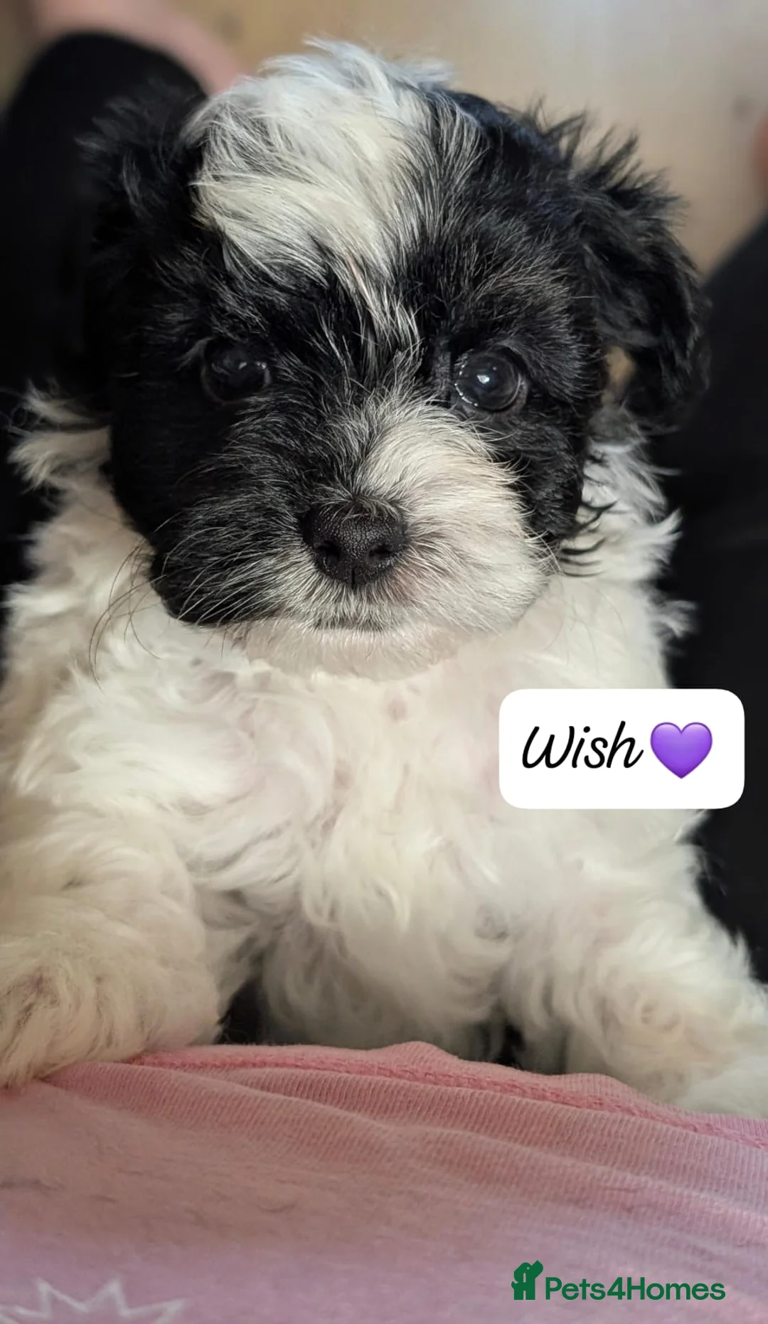 Chipoo dogs for sale: Chipoo Puppies - Advert 12