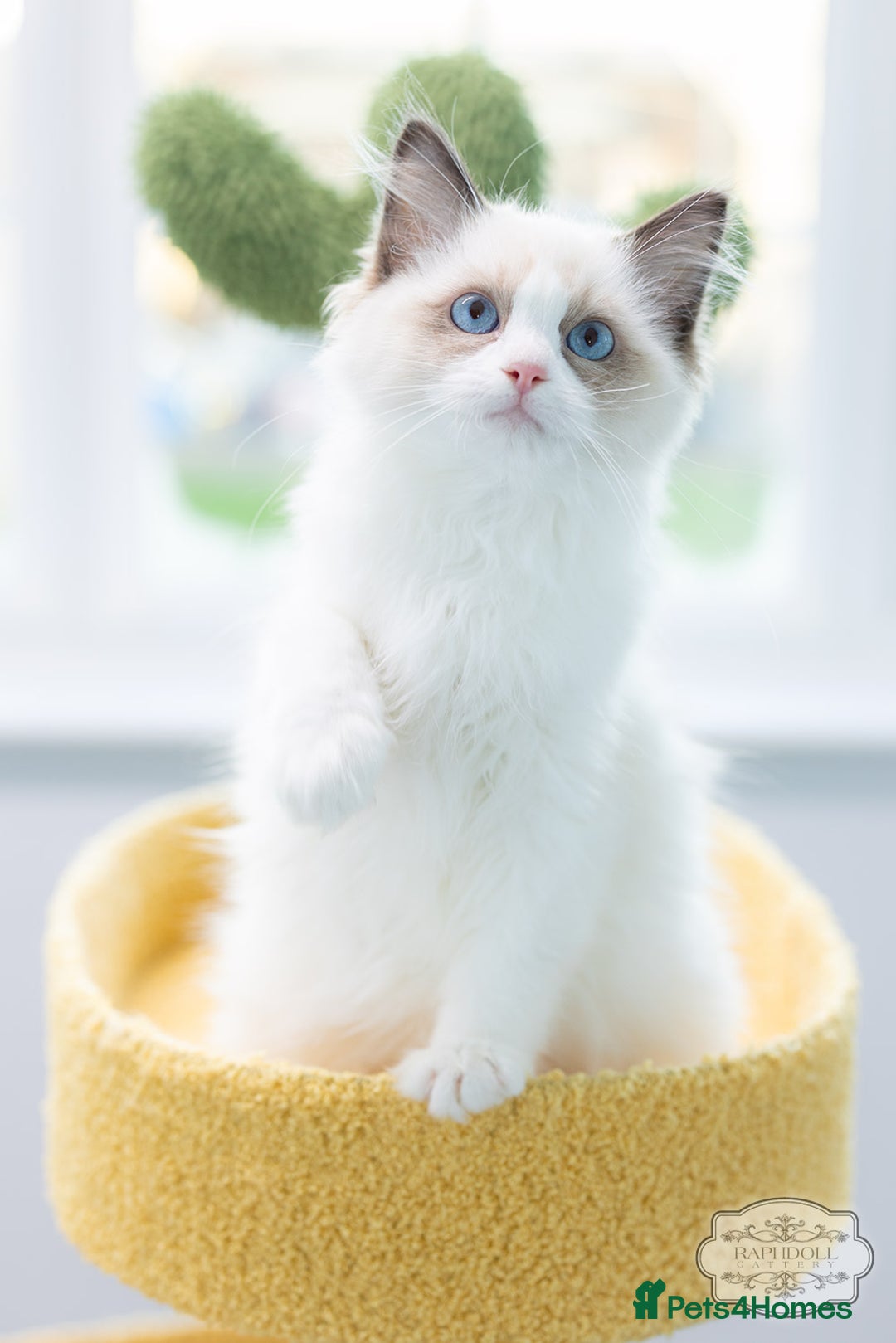 Ragdoll cats for sale: SHOW Ragdoll Bicolor Kitten Girl LPCE ❤❤❤ - Advert 1