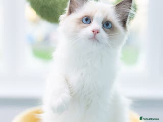 Ragdoll cats SHOW Ragdoll Bicolor Kitten Girl LPCE ❤❤❤ - Advert 5