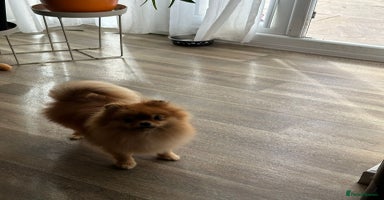 Pomeranian dogs - Advert 3