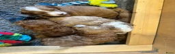 Mini Goldendoodle dogs for sale: High quality miniature Goldendoodles - Advert 6