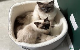 Ragdoll cats for sale: 🐾 Ragdoll Kittens Ready for Their Forever Homes  - Image 10