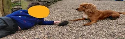 Cocker Spaniel dogs for sale: Fully Health Tested KC Reg Working Cocker Spaniels in Sheffield - Advert 9