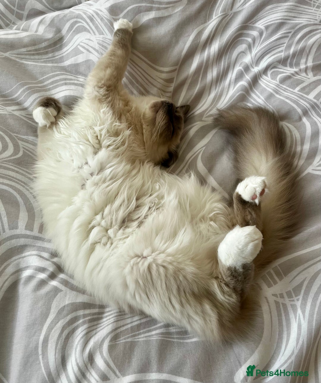 Ragdoll cats for sale: Gorgeous Mitted Bluepoint Ragdoll - Image 10