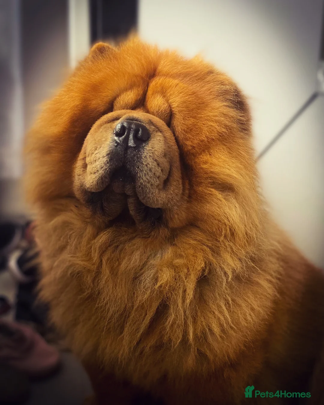 Chow Chow dogs for stud: *HOGAN*THICK RED RUSSIAN CHAMPION very well proven in Cheltenham - Advert 12