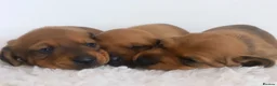 Miniature Dachshund dogs for stud: Kc reg pra clear  mini smooth.  - Advert 9