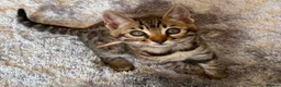Bengal cats for sale: 2 Bengals Kittens Left ✨ in Southam - Advert 6
