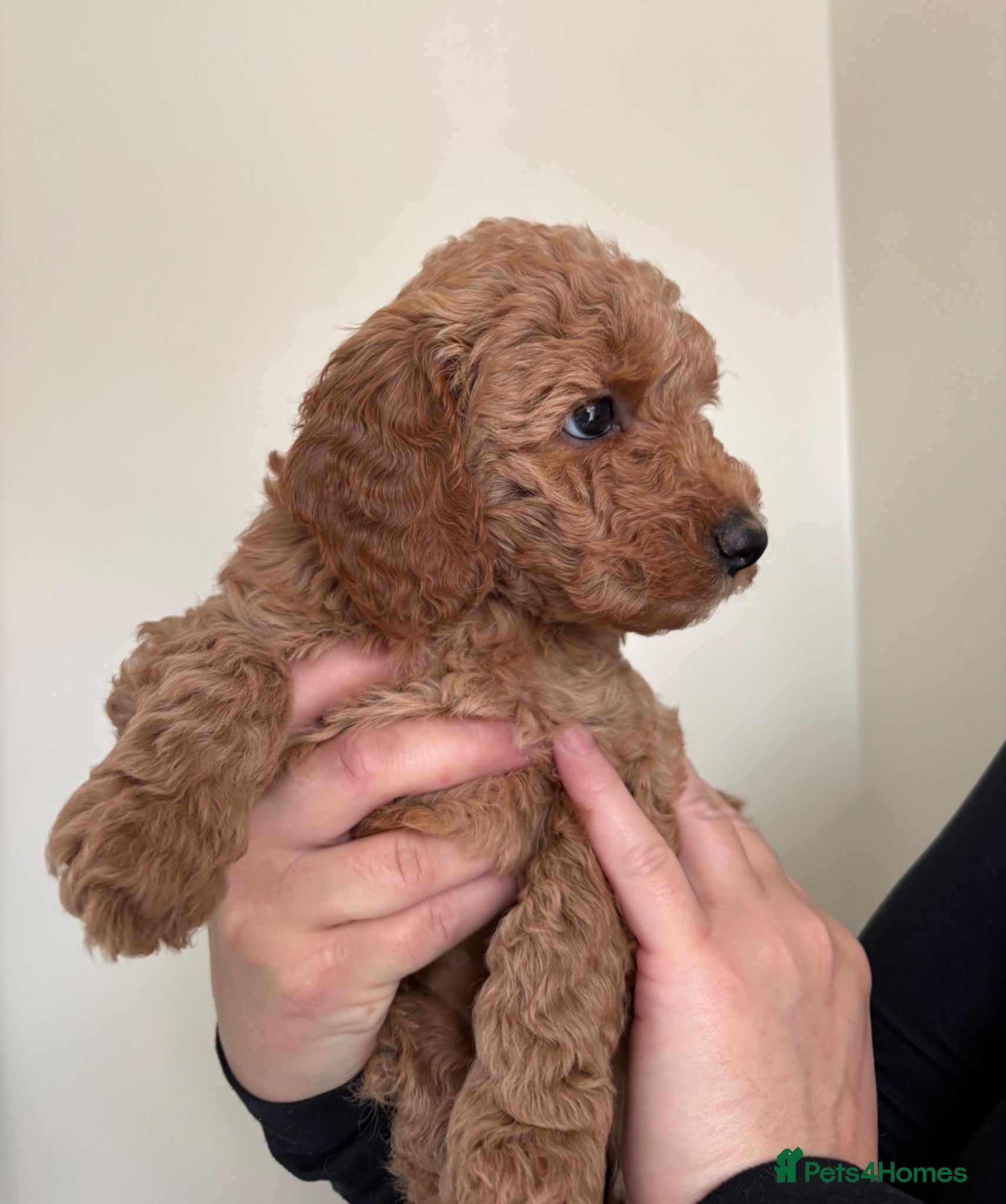 Mini Goldendoodle dogs Goldendoodle puppies  - Advert 1