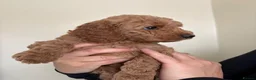 Mini Goldendoodle dogs for sale: Goldendoodle puppies  - Advert 1