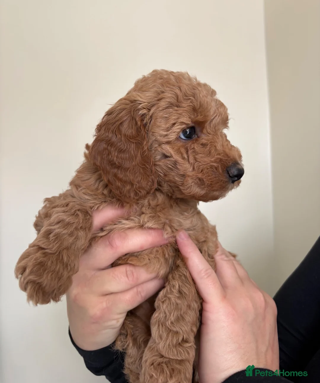 Mini Goldendoodle dogs for sale: Goldendoodle puppies  - Advert 1
