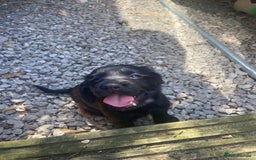 Cocker Spaniel dogs for sale: Cocker spaniel puppies  - Image 4