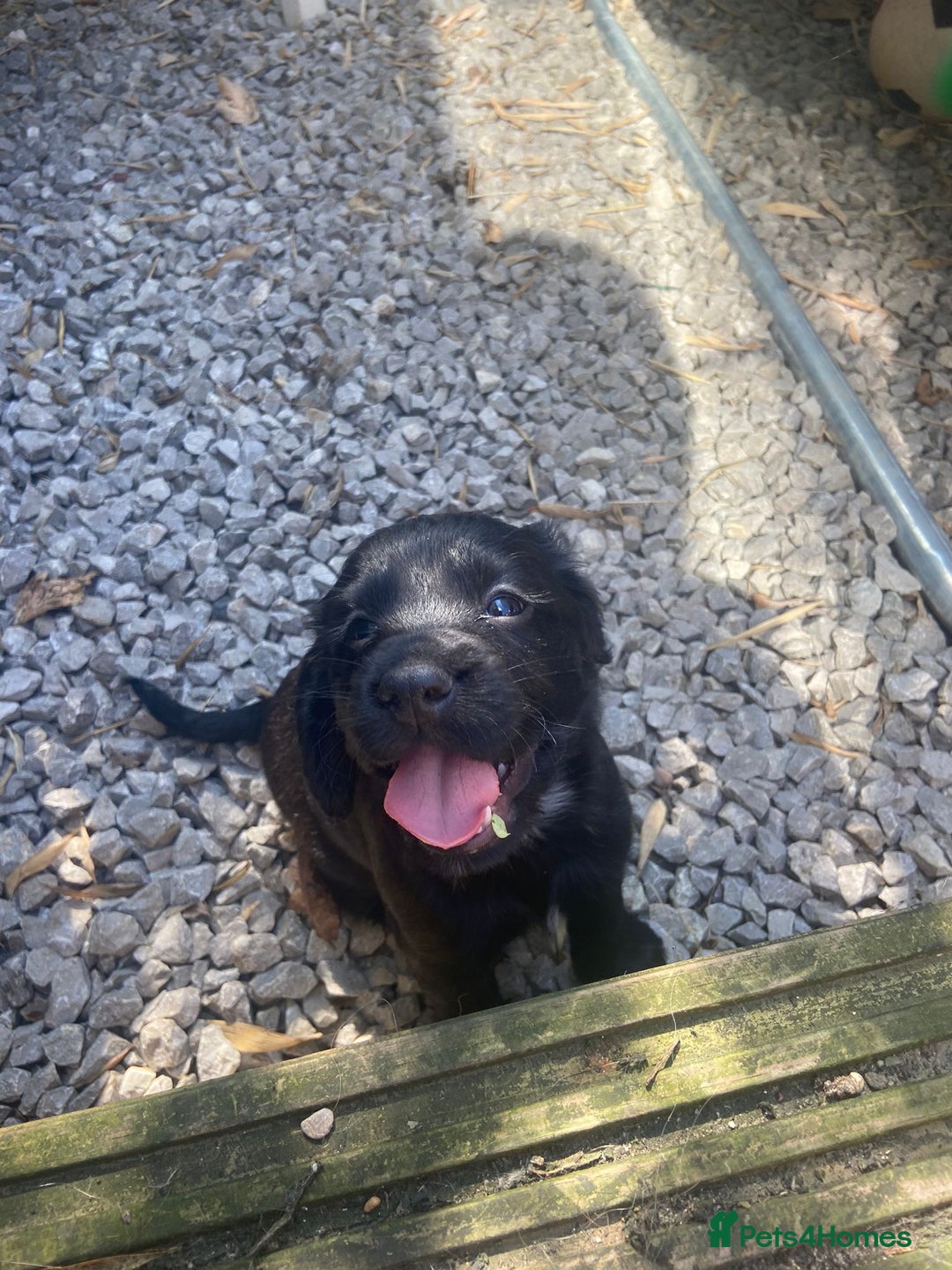 Cocker Spaniel dogs for sale: Cocker spaniel puppies  - Image 4