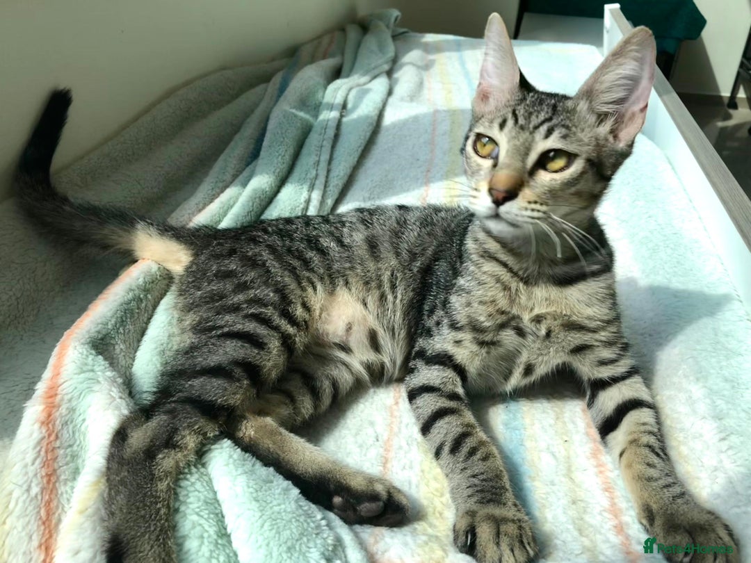 Mixed Breed cats for adoption: JAJA - HEALTHY - BALL OF FUN-INTELLIGENT-NEUTERED  - Image 6