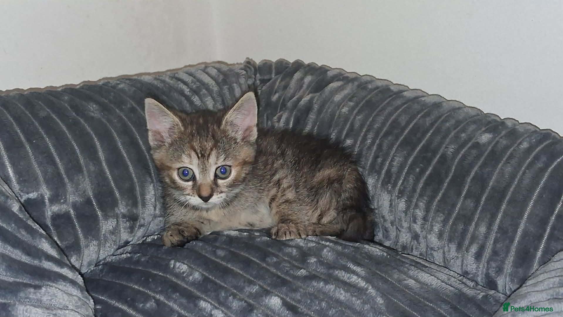 Mixed Breed cats Tabby cat - Advert 3