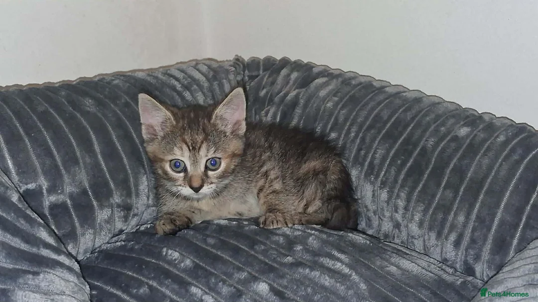 Mixed Breed cats for sale: Tabby cat in Stoke-on-Trent - Advert 1