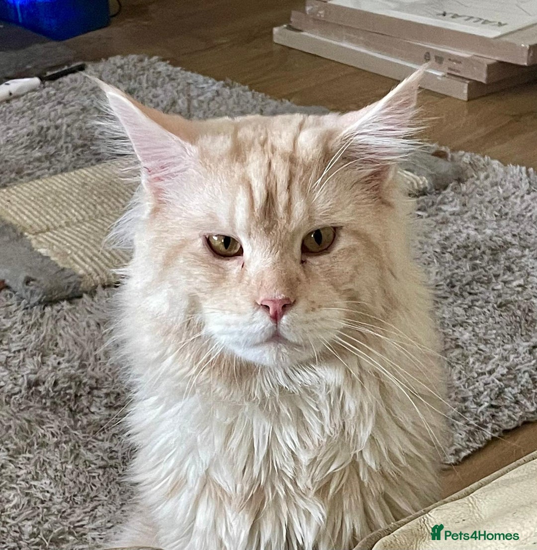Maine Coon cats for sale: Loving home wanted for stunning 12 month old MC - Image 2