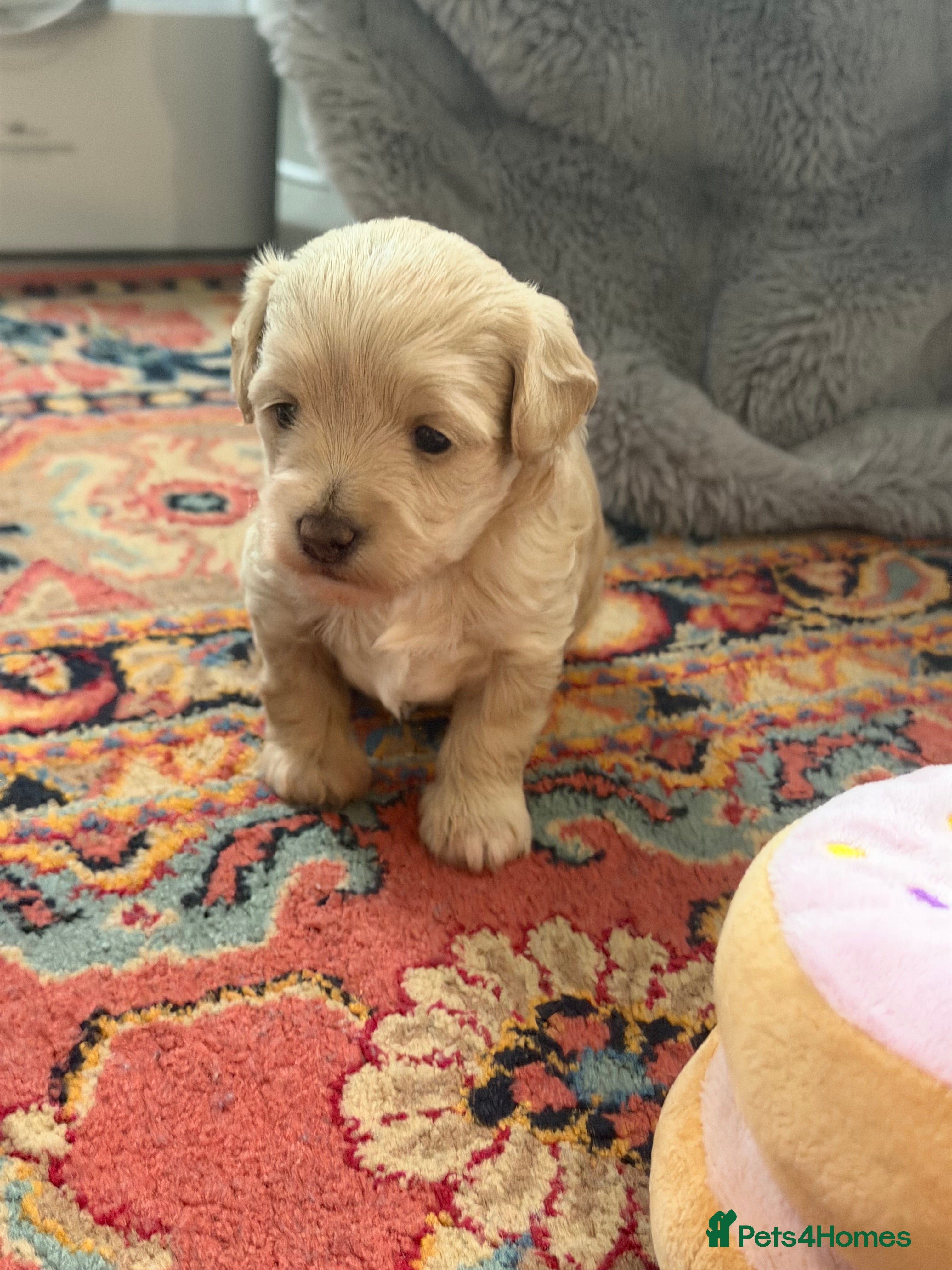 Maltipoo dogs Gorgeous rare colour maltipoo puppies  - Advert 4