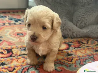 Maltipoo dogs Gorgeous rare colour maltipoo puppies - Advert 4