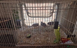 Quail poultry for sale: Chinese Painted Quail - Image 2