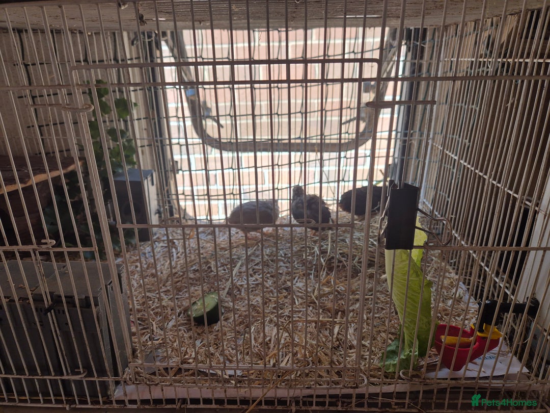 Quail poultry for sale: Chinese Painted Quail - Image 2