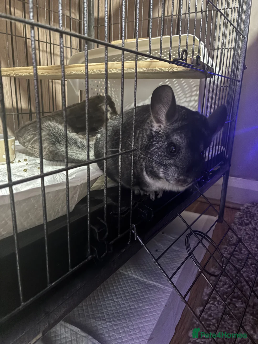 Chinchilla rodents for sale: Mother and daughter bonded chinchillas  in Stoke-on-Trent - Advert 2