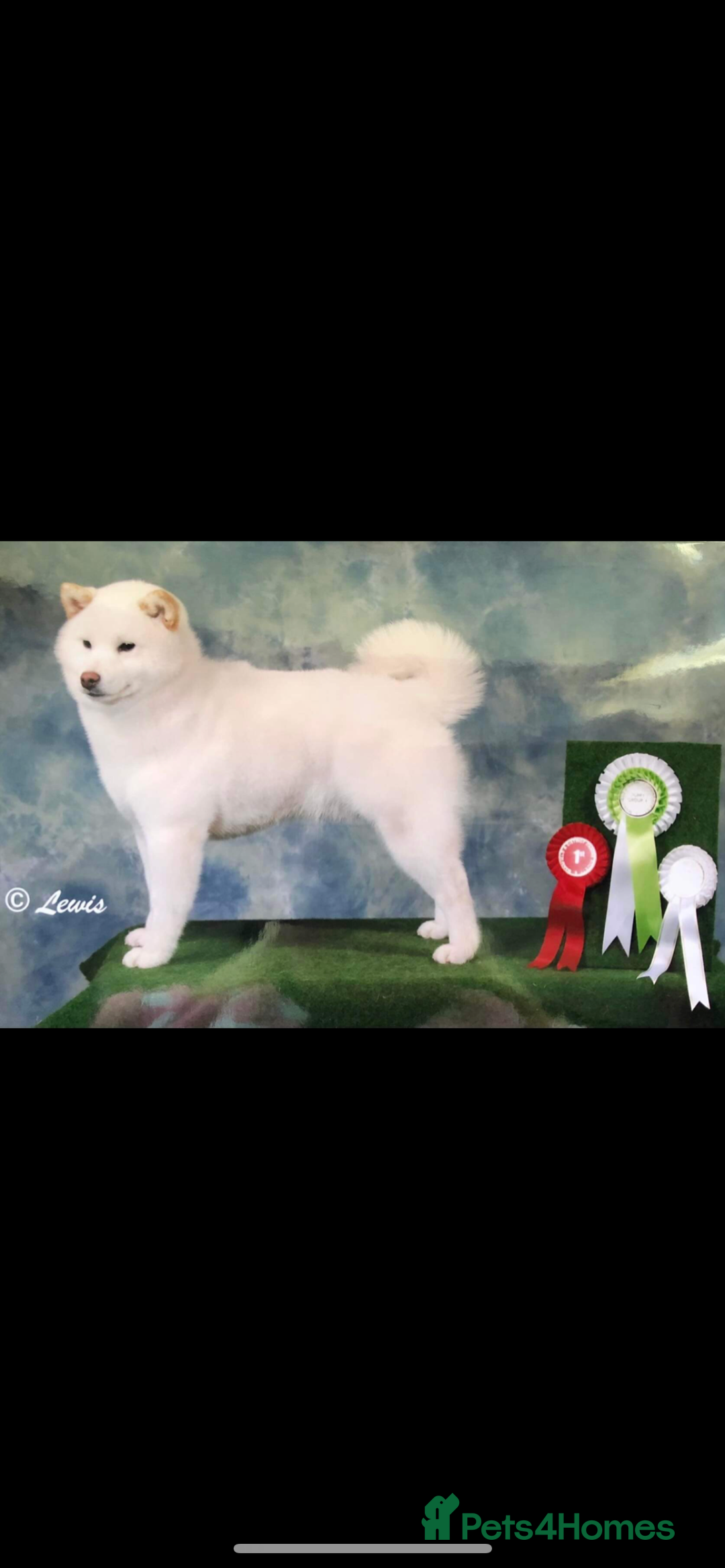 Japanese Shiba Inu dogs for stud: Health tested, KC Registered, Proven Stud - Image 15