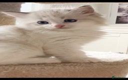 Ragdoll cats for sale: INDOOR TWO MALE GCCF REGISTERED RAGDOLL KITTENS - Image 33