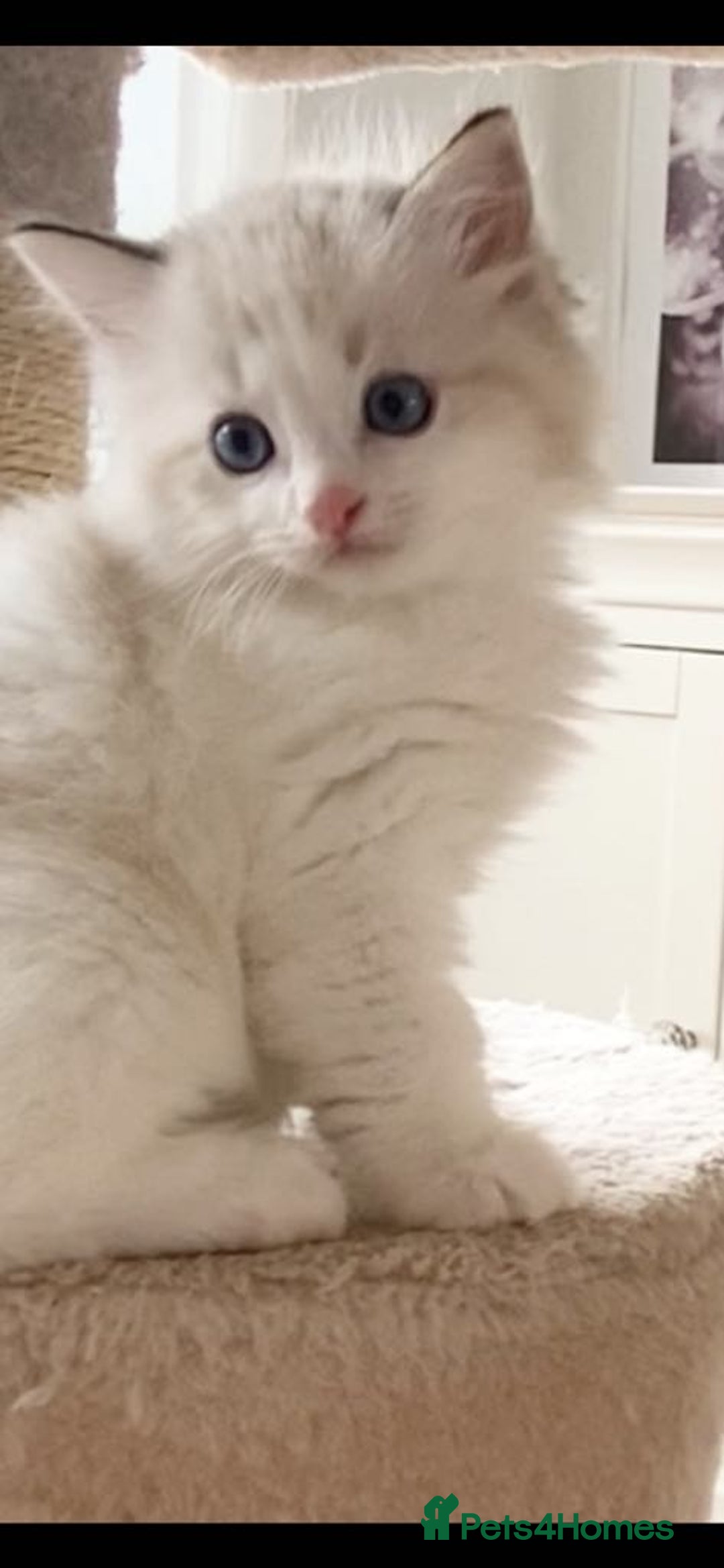 Ragdoll cats for sale: INDOOR TWO MALE GCCF REGISTERED RAGDOLL KITTENS - Image 33
