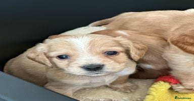 Cocker Spaniel dogs - Advert 9