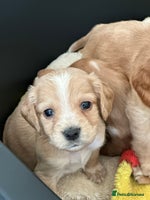 Cocker Spaniel dogs - Advert 2