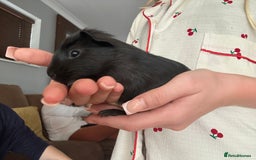 Guinea Pig rodents for sale: 2 sows and 1 boar £15 EACH - Image 3