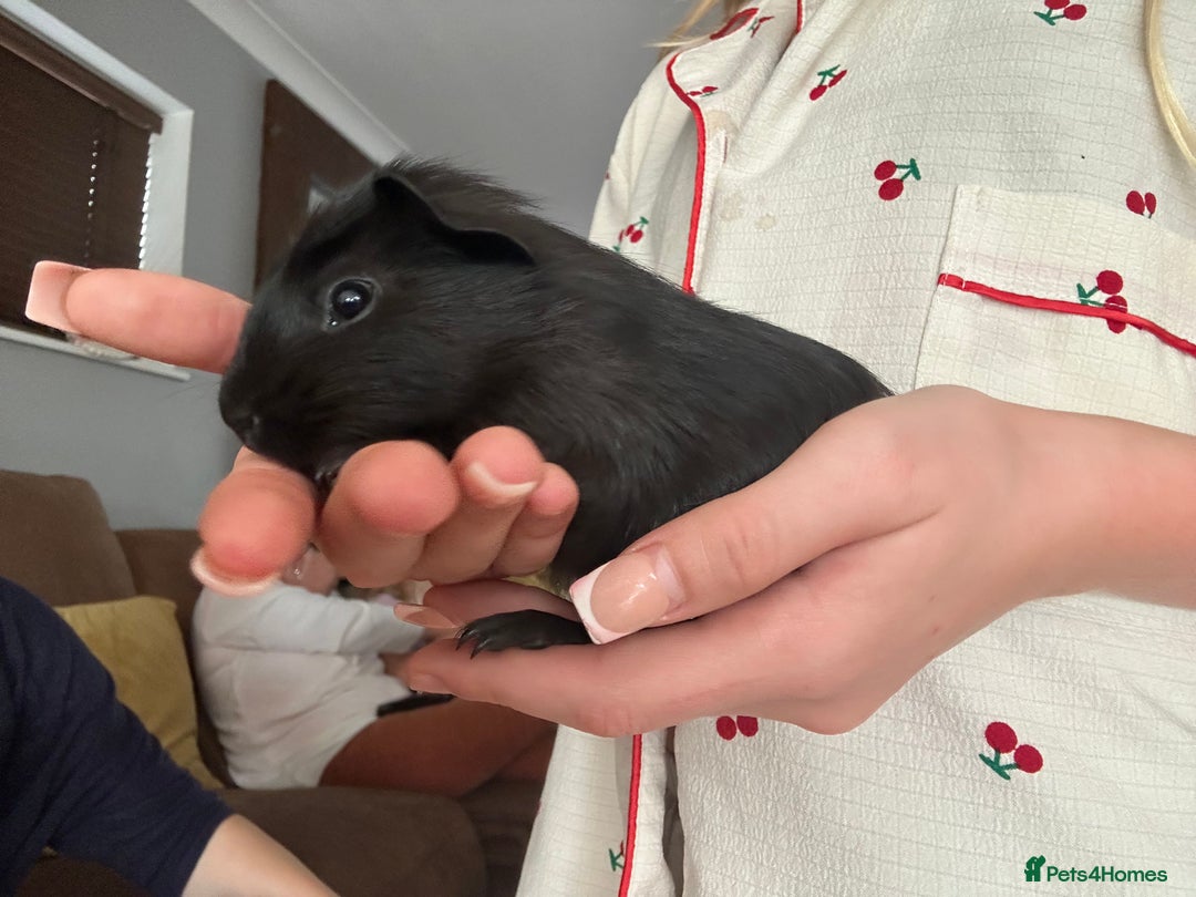 Guinea Pig rodents for sale: 2 sows and 1 boar £15 EACH - Image 3