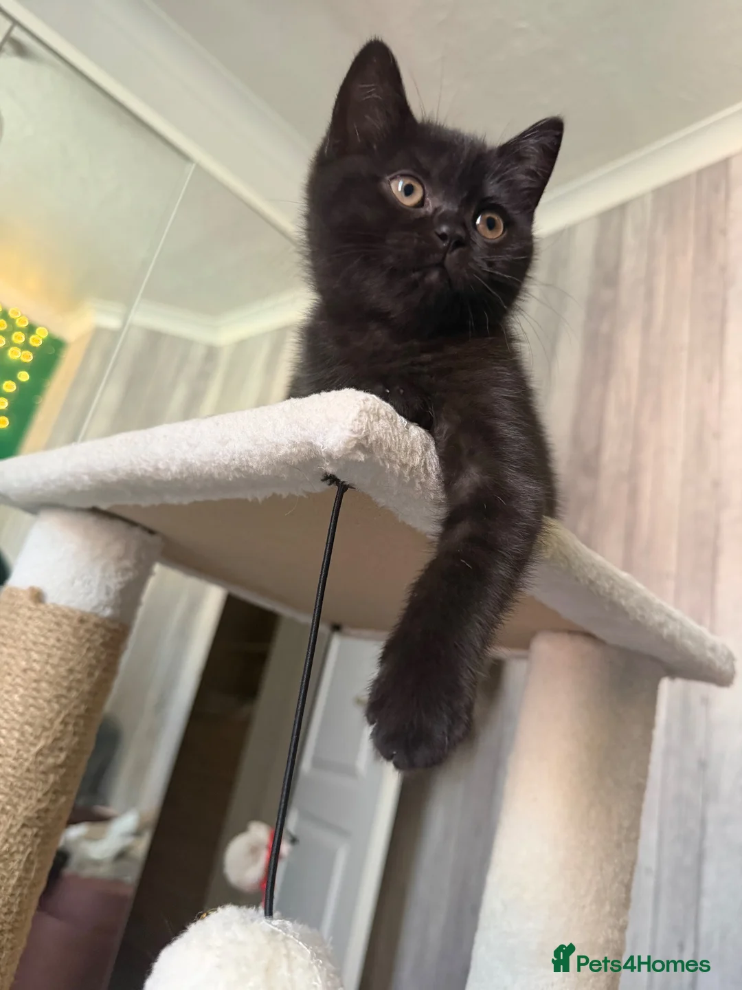 Scottish Fold cats for sale: 🖤Black Scottish Straight Girl🖤 - Advert 8