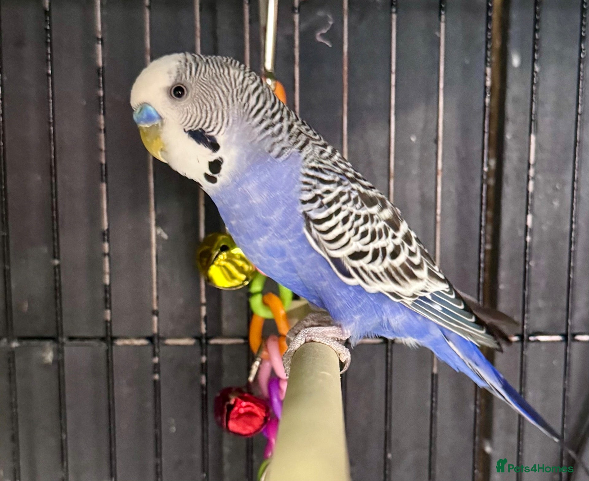Budgerigars birds Mixed coloured Budgie’s  - Advert 1